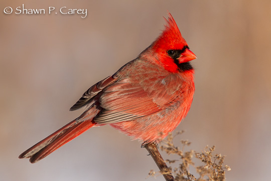 Northern Cardinal