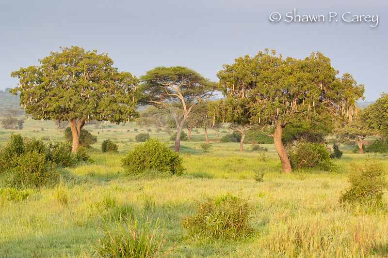 Tarangire National Park, January 2019