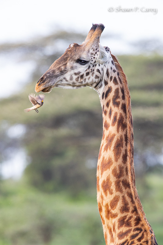 Giraffe and Red-billed Oxpecker