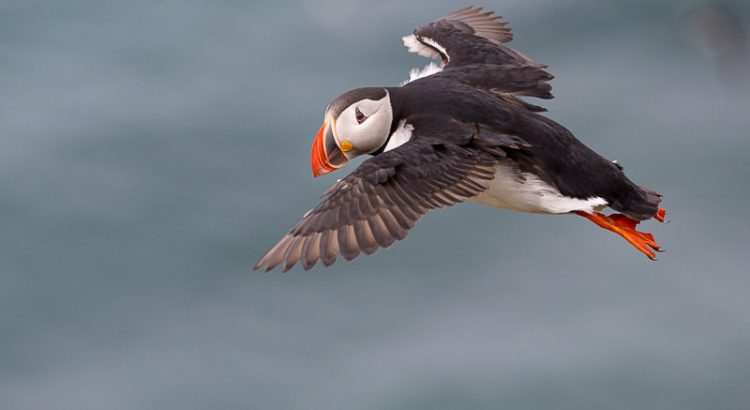 Atlantic Puffin - Grimsey Island