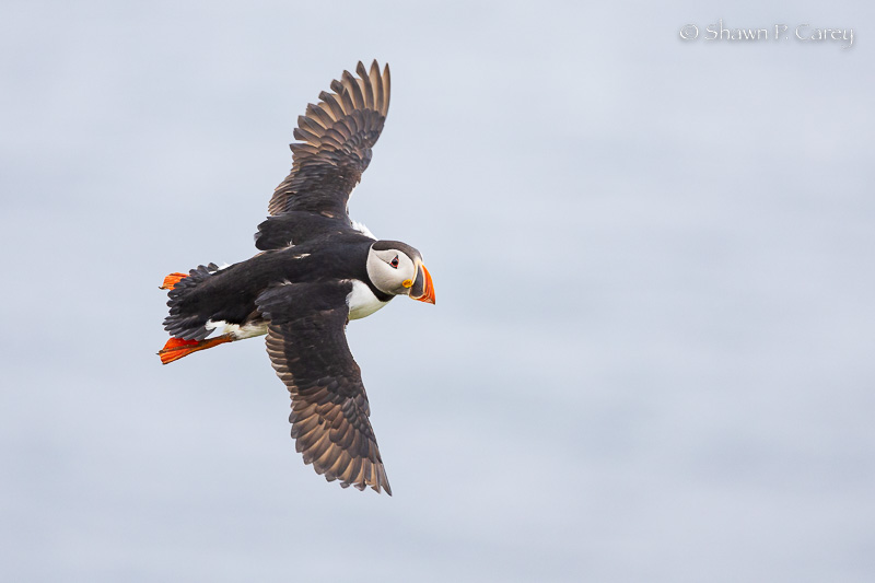 Atlantic Puffin