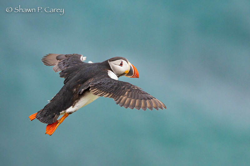 Migration Productions Photography And Video Of Birds Other Wildlife