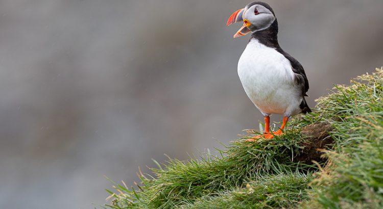 Atlantic Puffin