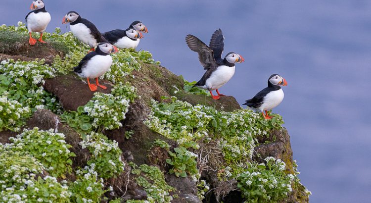 Atlantic Puffins