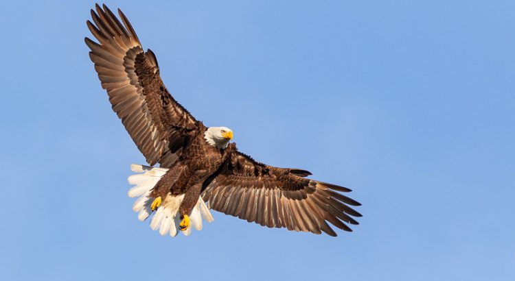 Bald Eagle