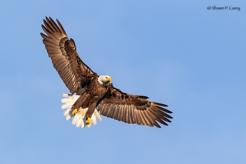 Bald Eagle