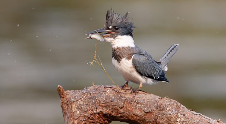 Belted Kingfisher