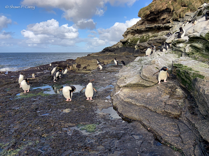 Rockhopper Penguins
