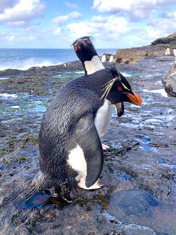 Rockhopper Penguins