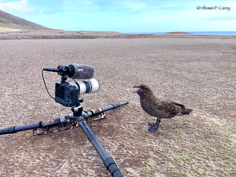 Brown Skua