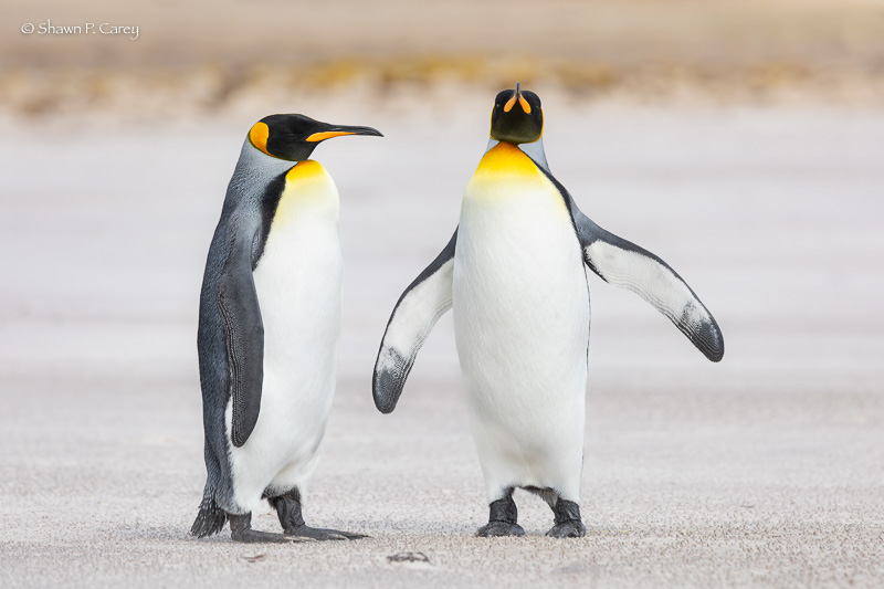 King Penguins