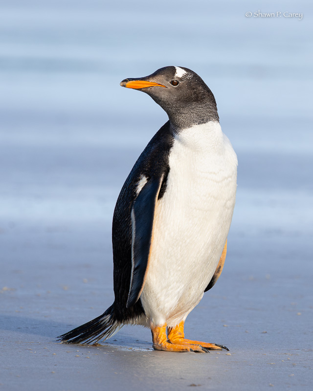 Gentoo Penguin