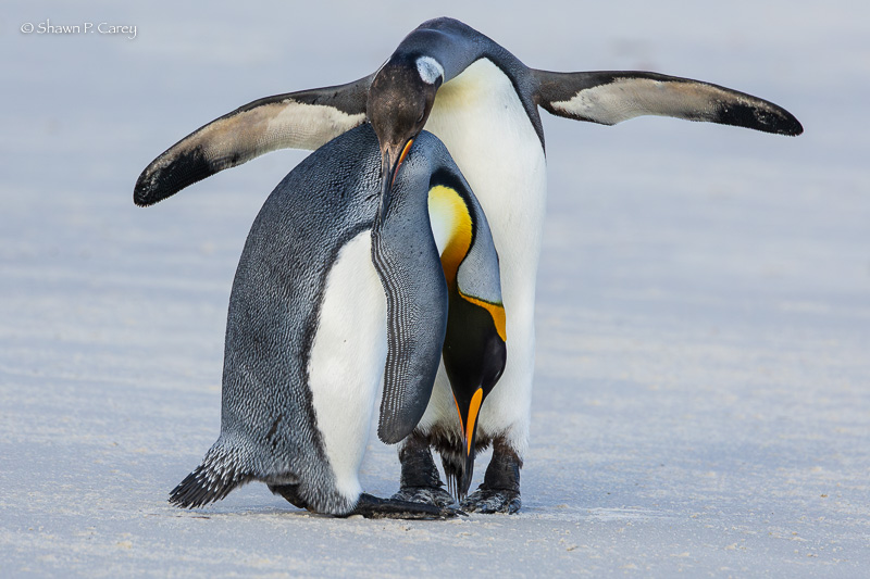 King Penguins