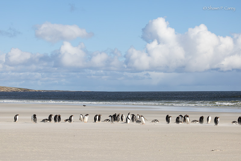 Gentoo Penguins