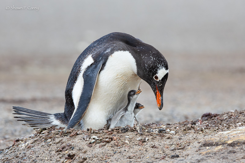 Gentoo Penguins