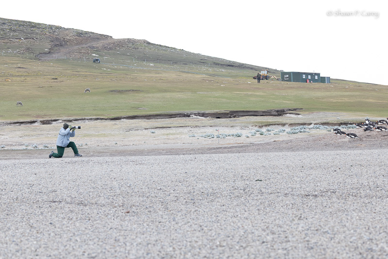 The Neck - Saunders Island