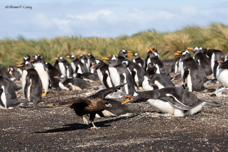 Striated Caracara
Sea Lion Island, Falkland Islands