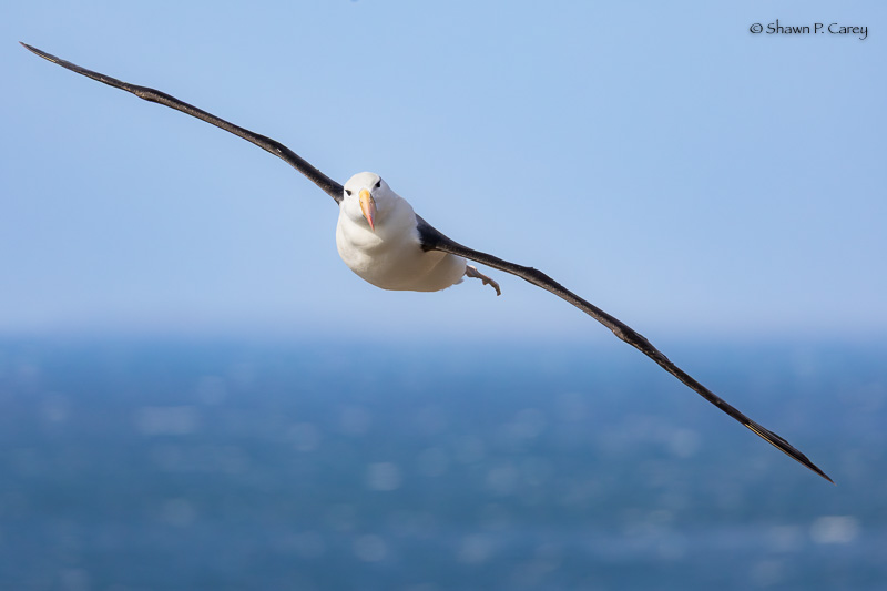 Black-browed Albatross