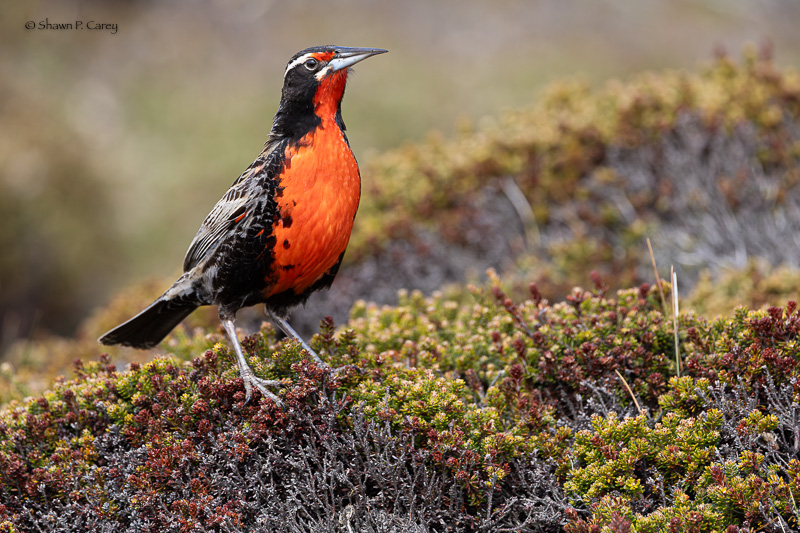 Long-tailed Meadowlark