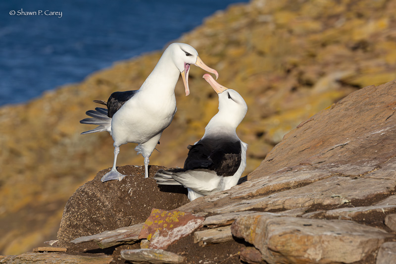 Black-browed Albatross