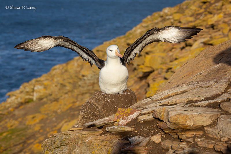Black-browed Albatross