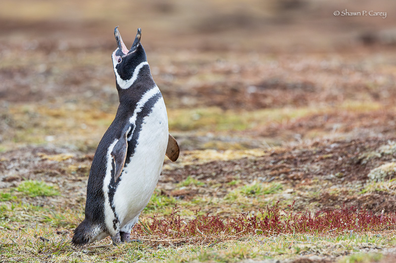 Magellanic Penguin