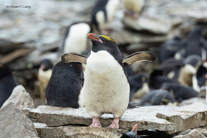 Macaroni Penguin