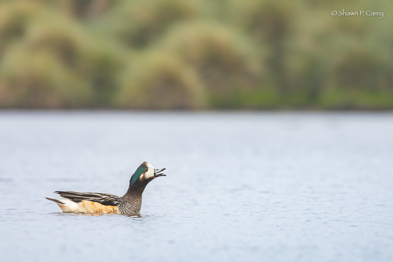 Chiloe Wigeon